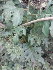 Solanum chrysotrichum