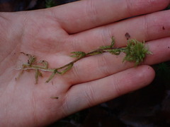 Sphagnum palustre
