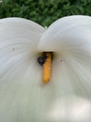 Oxythyrea marginalis