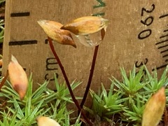 Polytrichum