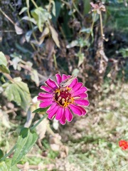 Lerodea eufala eufala