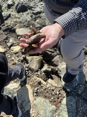 Crassostrea virginica