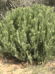 Leucadendron galpinii