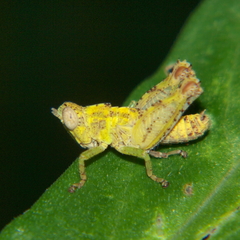 Thamithericles obsoletus