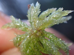 Sphagnum palustre