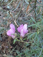 Antirrhinum tortuosum
