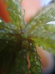 Sphagnum palustre
