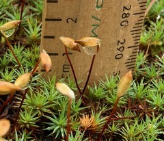 Polytrichum