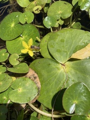 Apis mellifera capensis