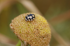 Coccinula quatuordecimpustulata