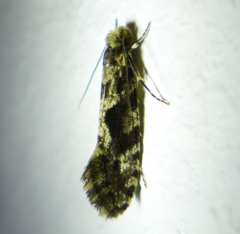 Nemapogon granella