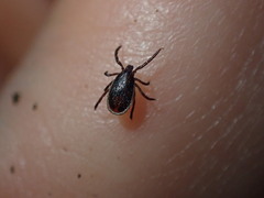 Ixodes