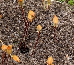 Polytrichum