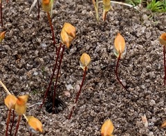 Polytrichum