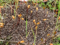 Polytrichum