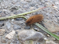 Phragmatobia