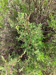 Diospyros austro-africana