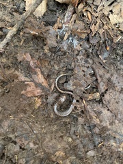Plethodon richmondi