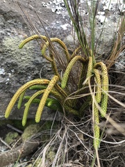 Phlegmariurus gnidioides