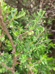 Diospyros austro-africana
