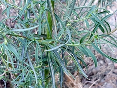 Antirrhinum tortuosum