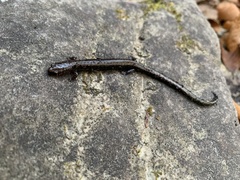 Plethodon richmondi