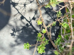 Diospyros austro-africana