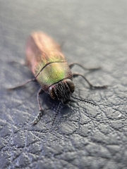 Melobasis propinqua verna