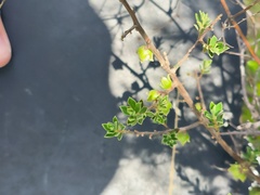 Diospyros austro-africana