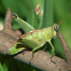Lophothericles euchore