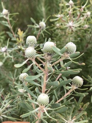 Leucadendron galpinii