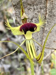 Caladenia lobata