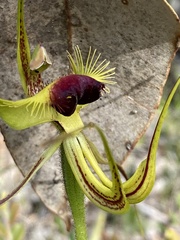 Caladenia lobata