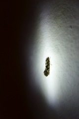 Nemapogon granella