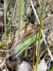 Caladenia lobata