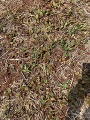 Alternanthera pungens