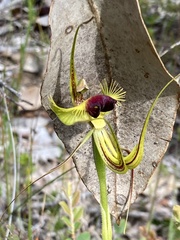Caladenia lobata