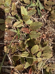 Alternanthera pungens