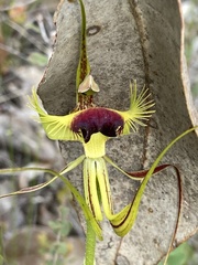 Caladenia lobata