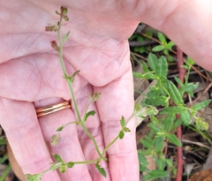 Gonocarpus tetragynus