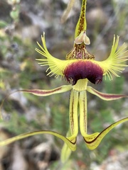 Caladenia lobata
