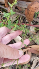 Gonocarpus tetragynus