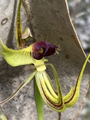 Caladenia lobata