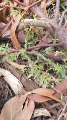 Gonocarpus tetragynus