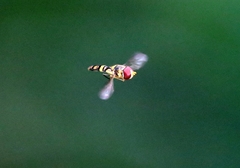 Episyrphus arcifer