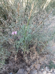 Antirrhinum tortuosum