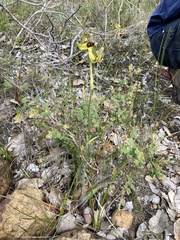 Caladenia lobata