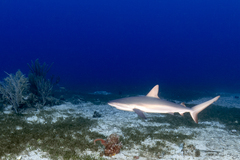 Carcharhinus perezii