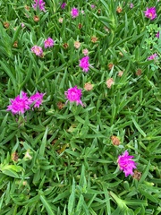 Carpobrotus rossii
