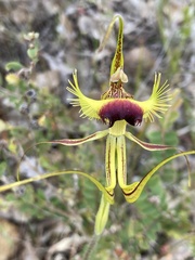 Caladenia lobata